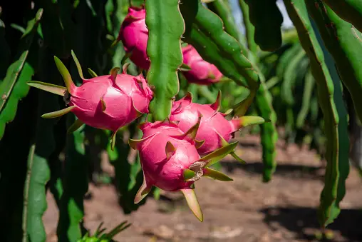 Exploring the Remarkable Benefits of Dragon Fruit